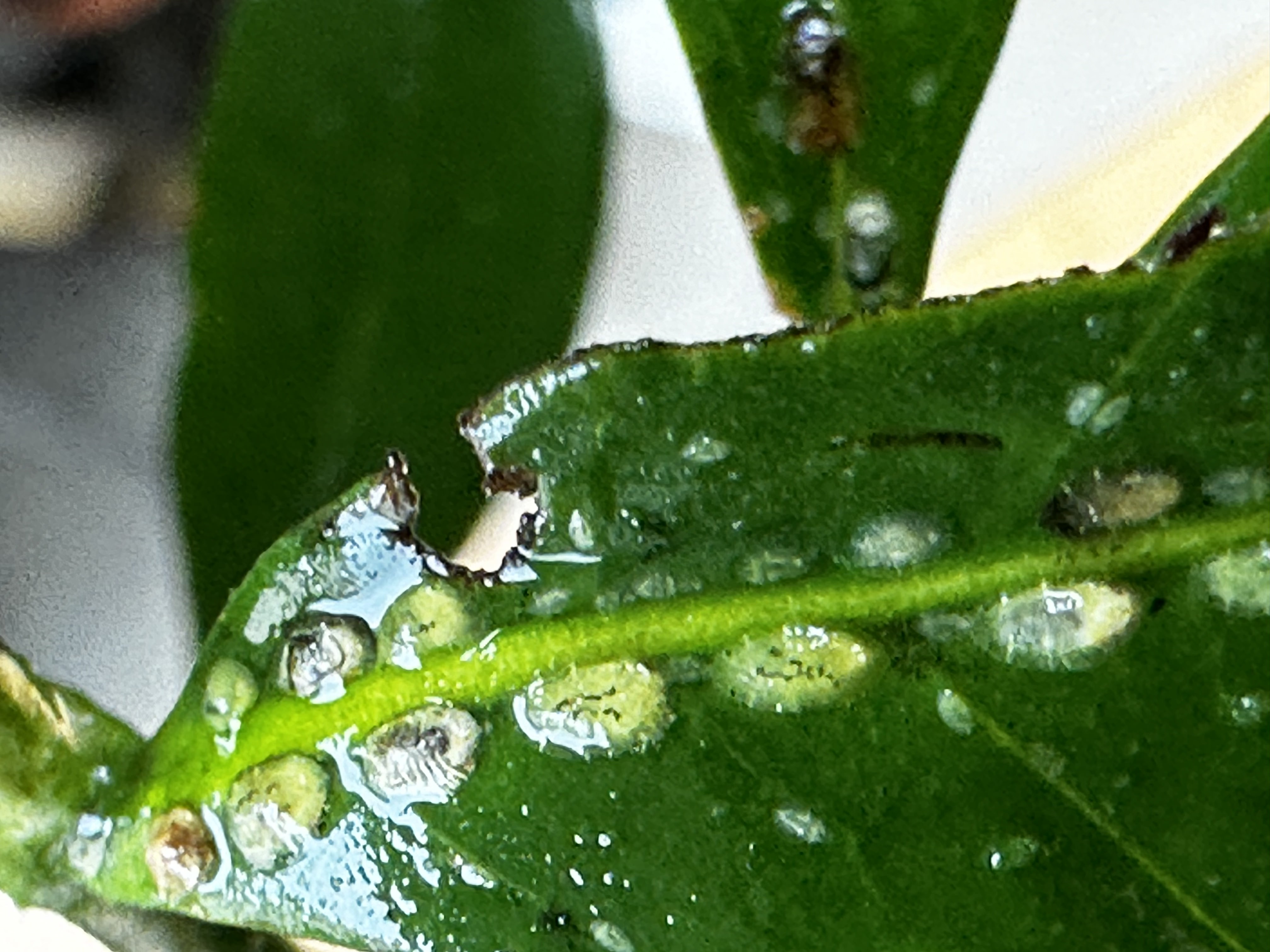 PROOF Natural Plant Defense Technology